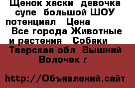 Щенок хаски, девочка супе, большой ШОУ потенциал › Цена ­ 50 000 - Все города Животные и растения » Собаки   . Тверская обл.,Вышний Волочек г.